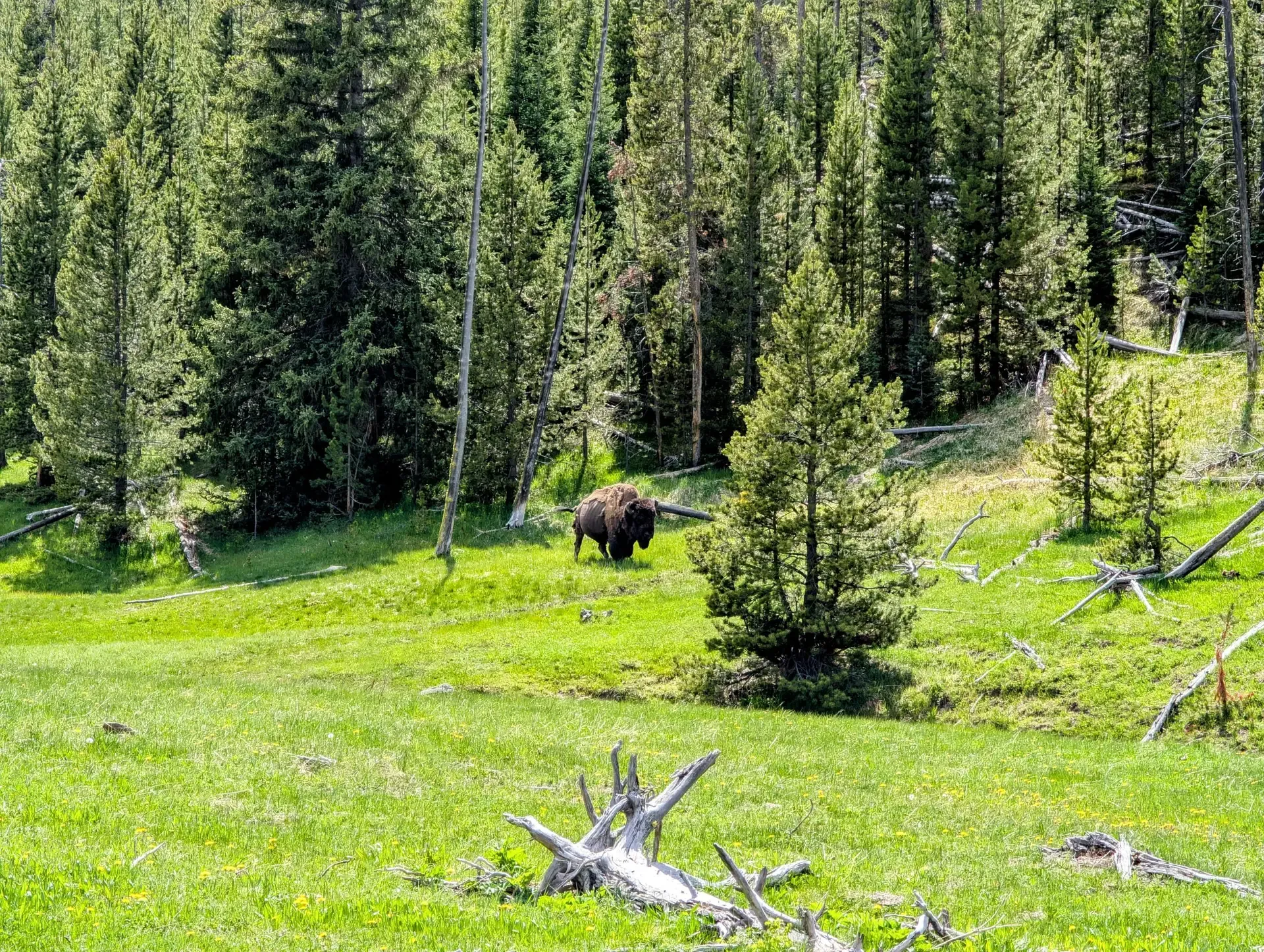 Bison in the far-off distance grazing in the park