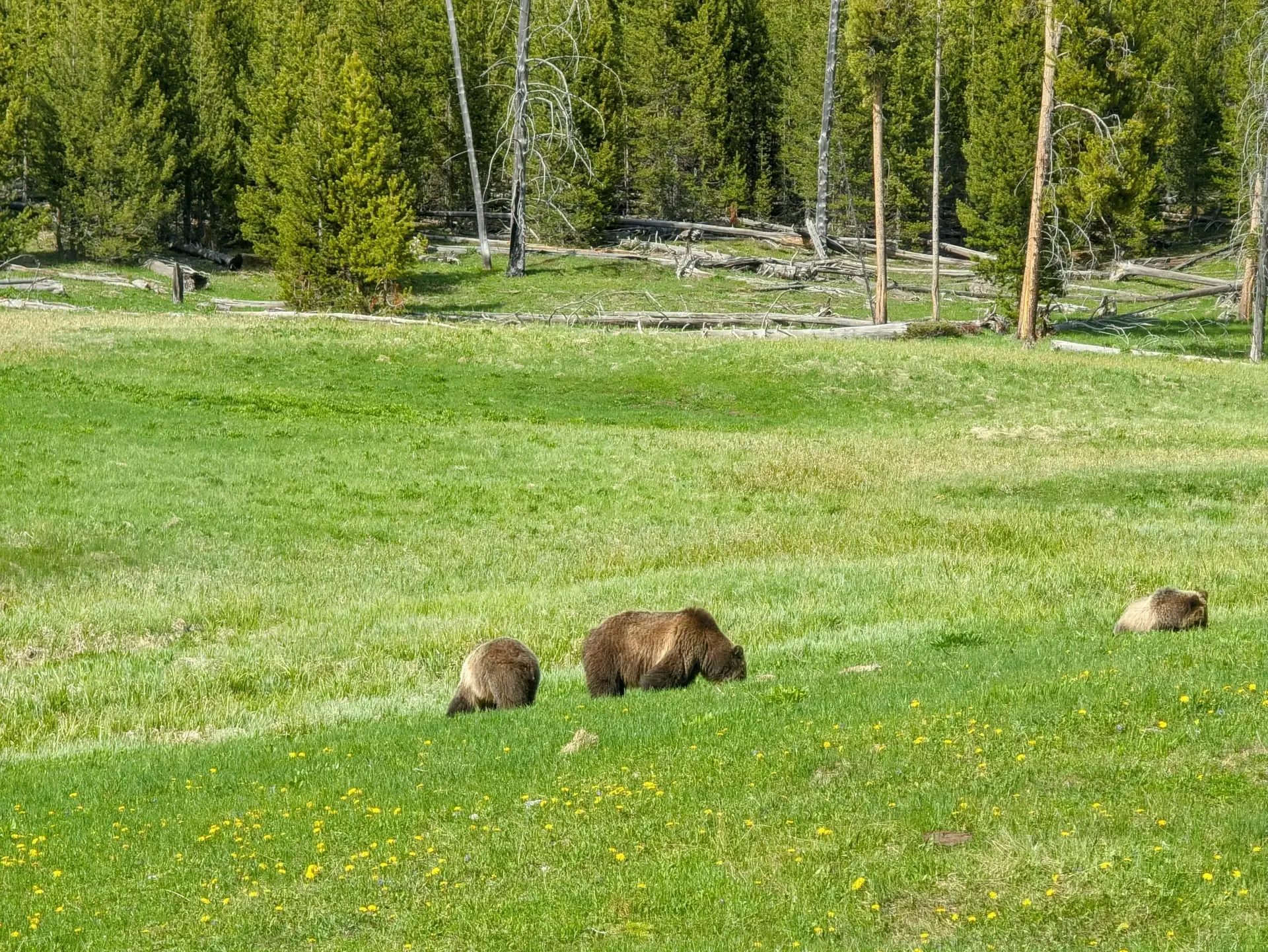 Two cubs and a momma brown bear hanging out in Yellowstone National Park