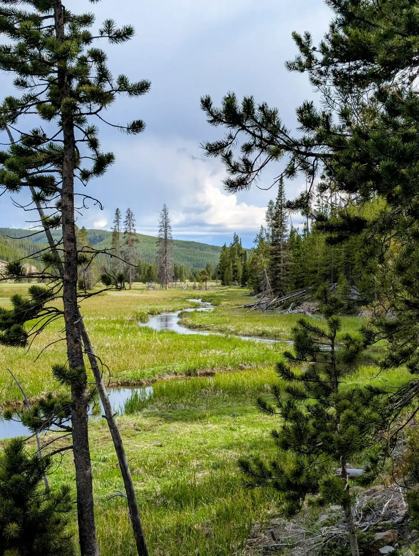 Serene Gibbon River flowing through Yellowstone National Park