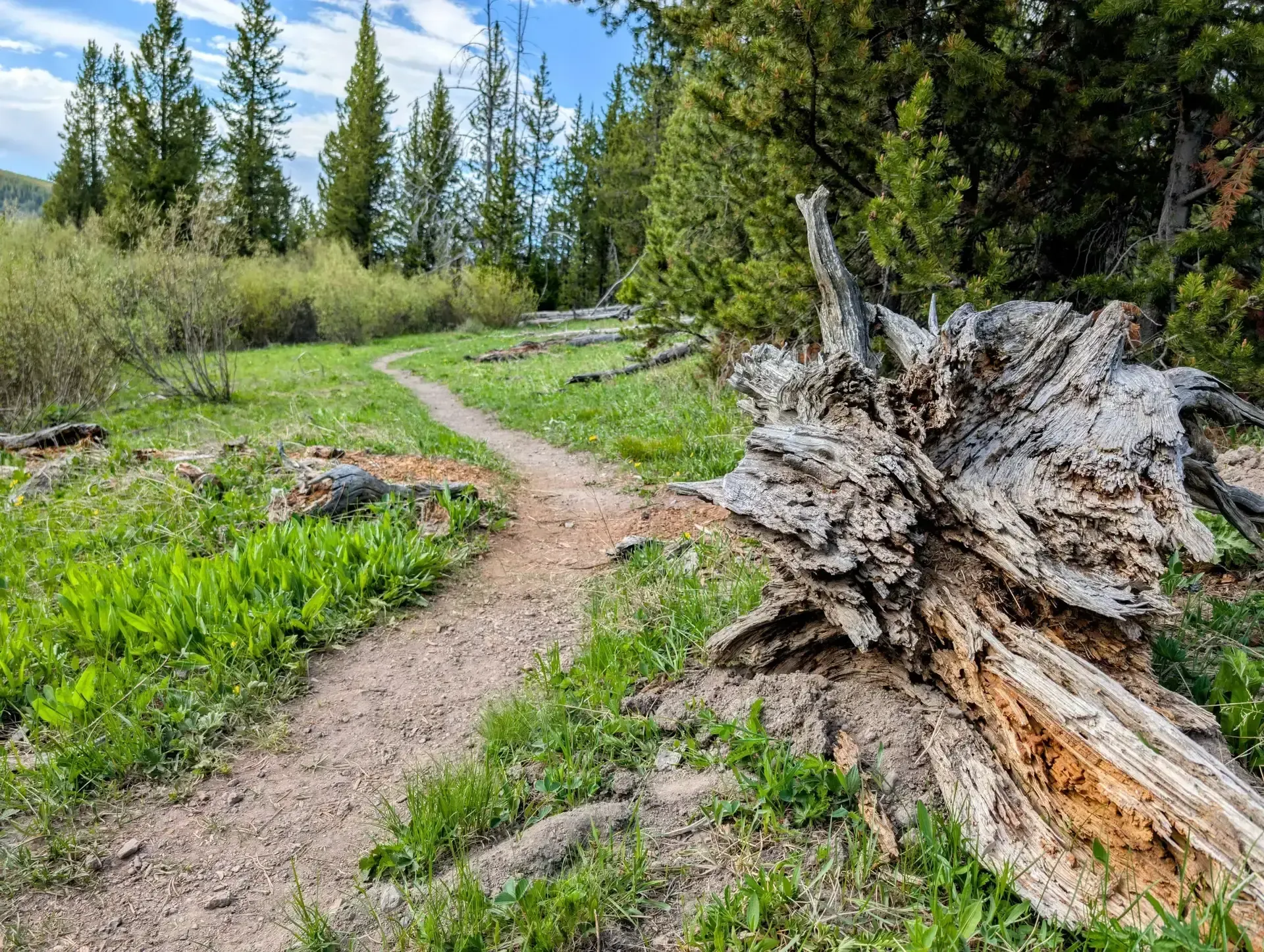 Trail heading off into Yellowstone National Park