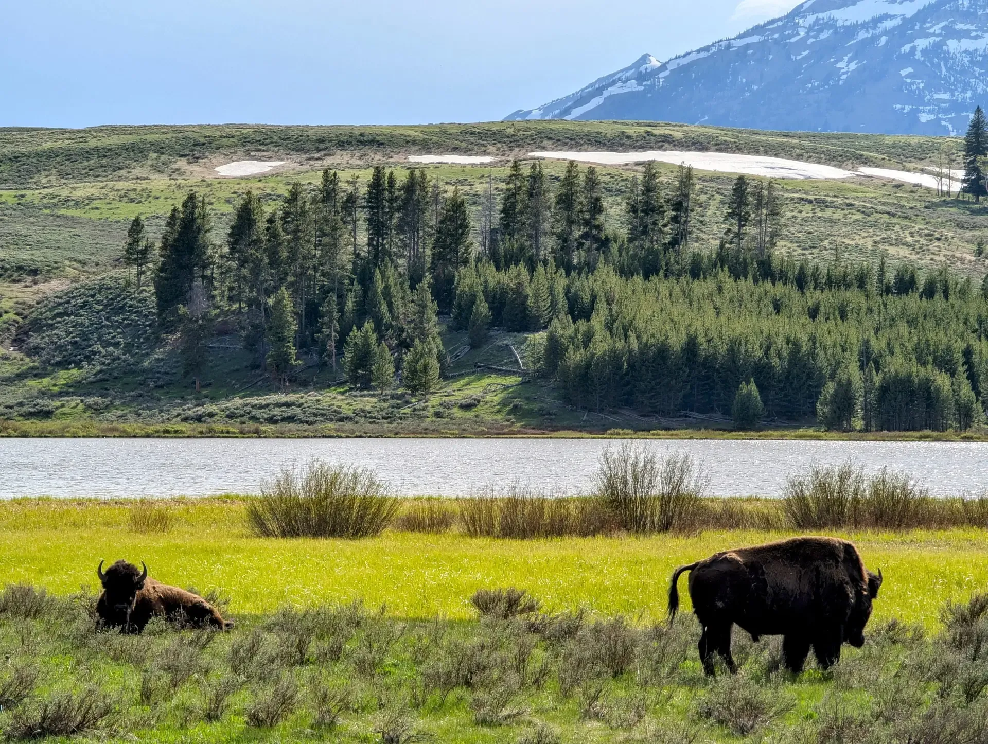 A pair of bison relaxing in a field in Yellowstone National Park