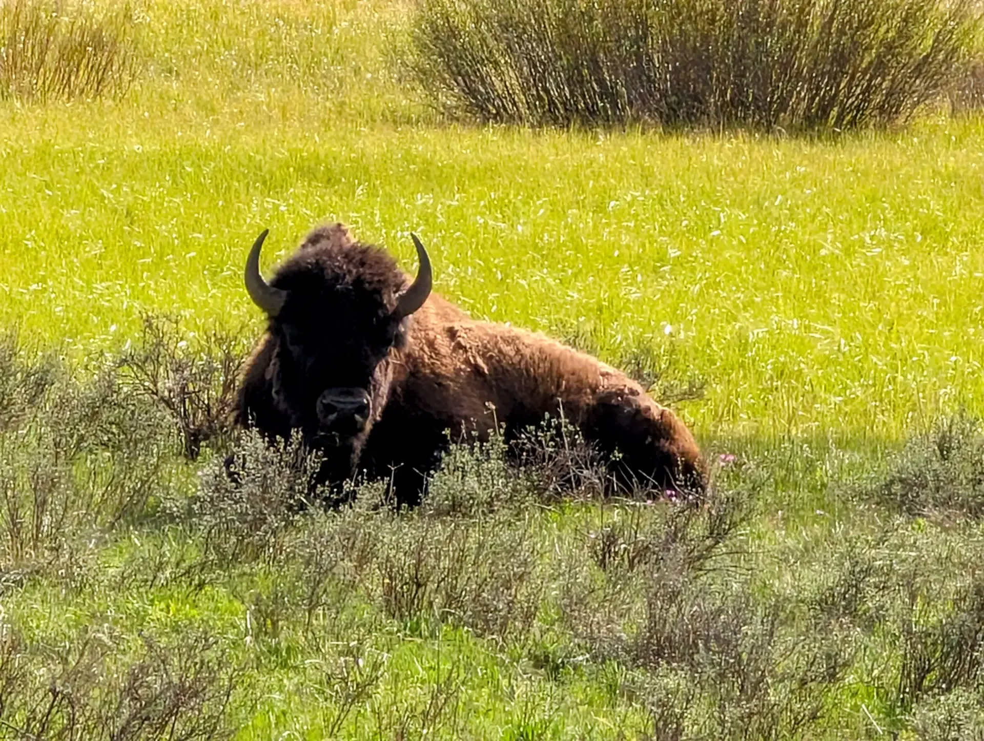 Bison relaxing in a field in Yellowstone National Park