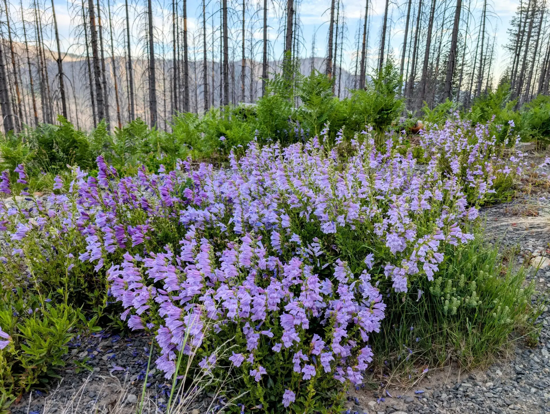 Beautiful wildflowers blooming in the burn zone of the Mount Jefferson wilderness