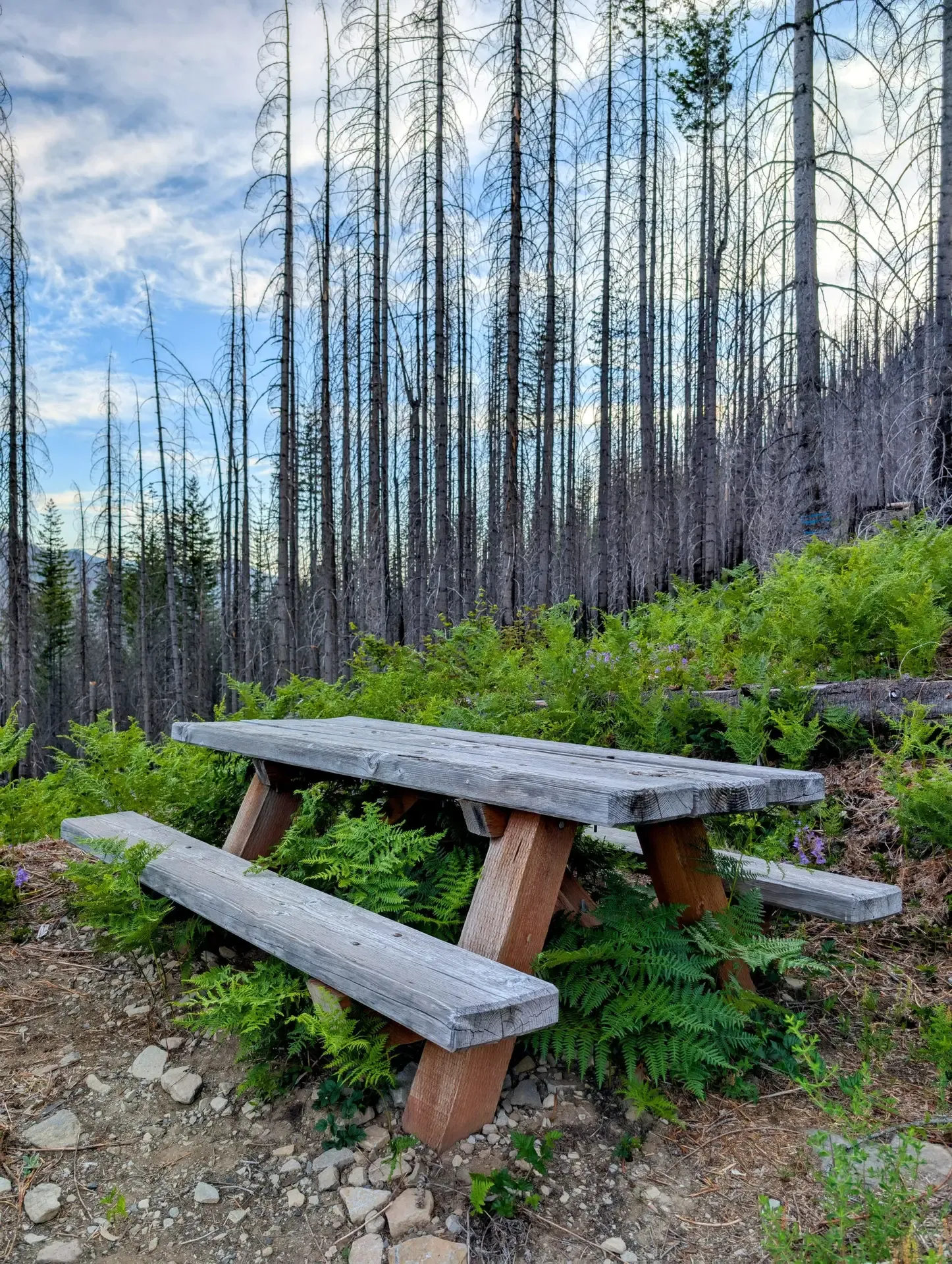 Picnic table in the parking area for the Mount Jefferson wilderness