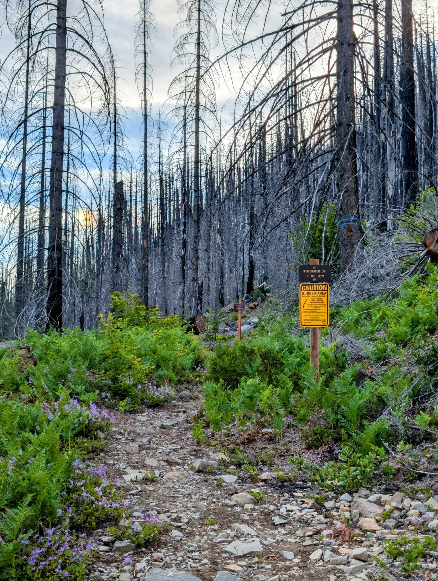 Entering the burn zone of the Mount Jefferson wilderness
