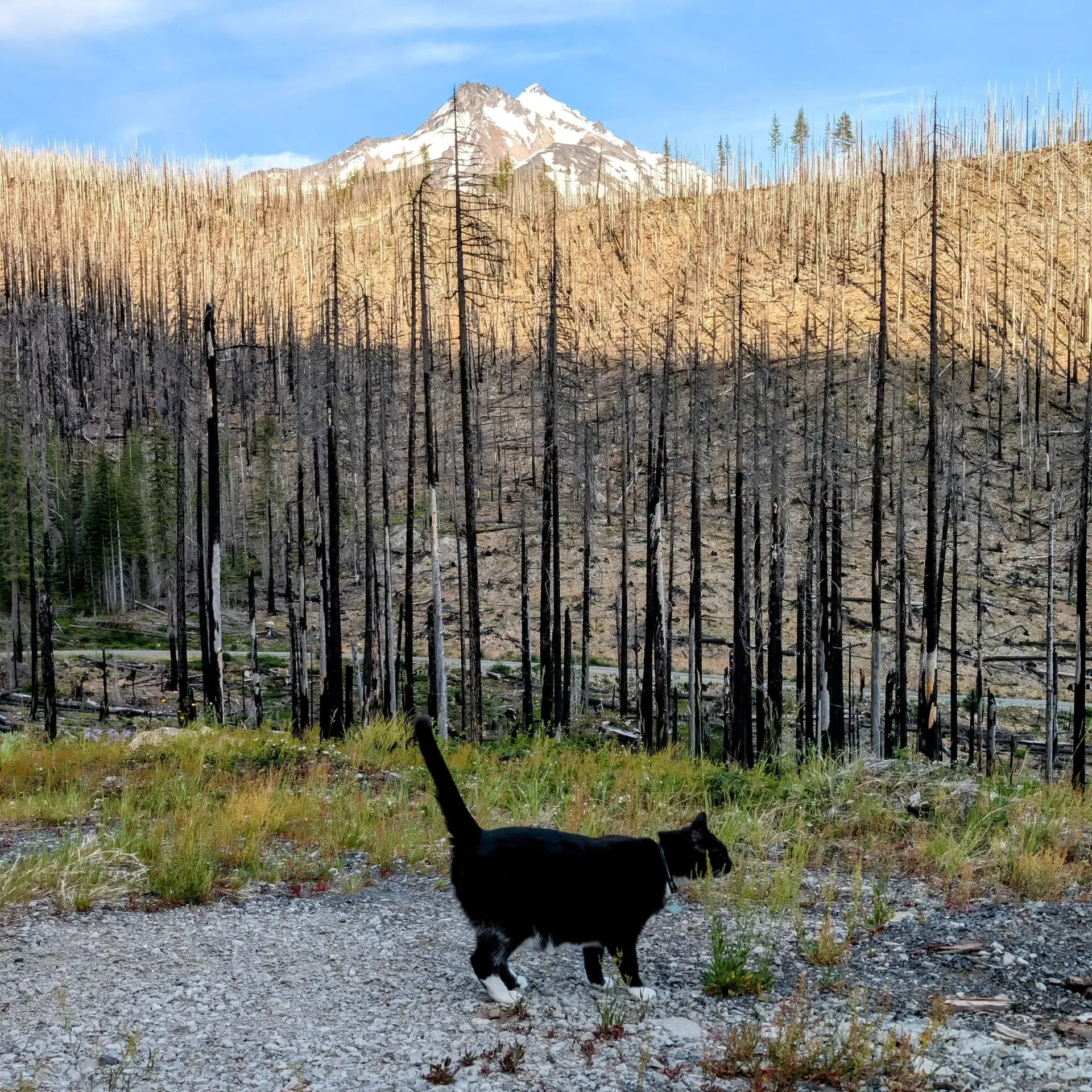 Batgirl explores the Mount Jefferson wilderness