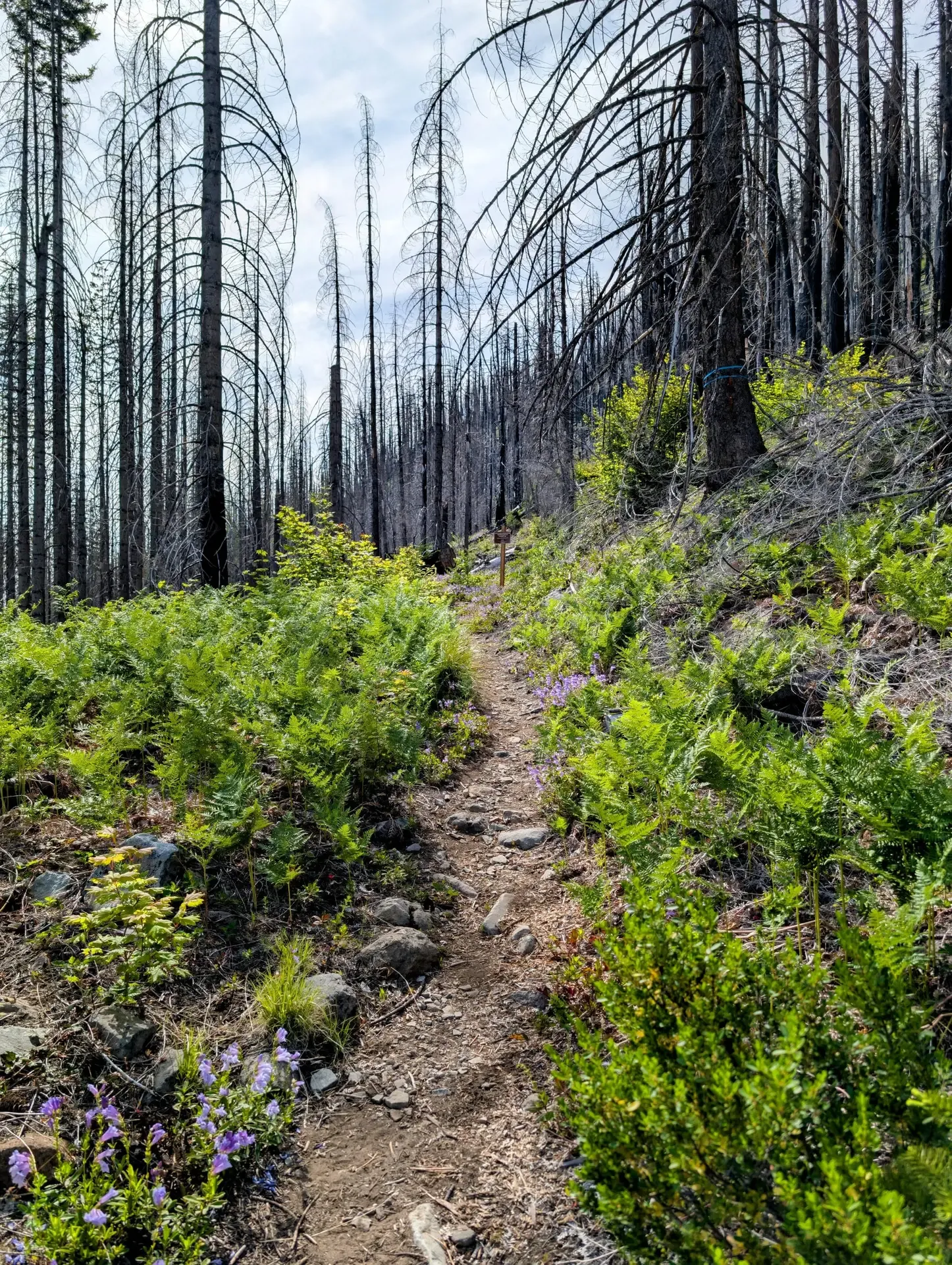 Trail leading off into the Mount Jefferson wilderness