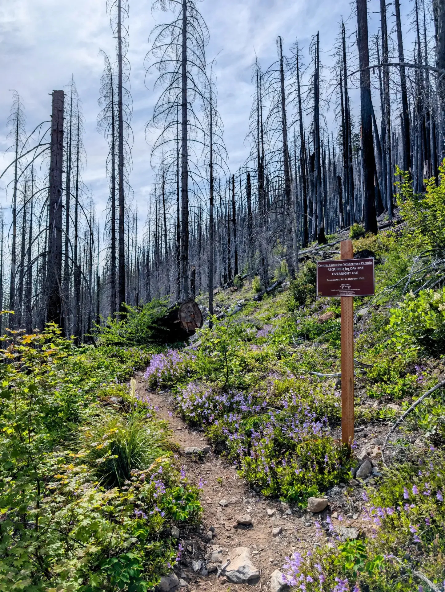 Starting point of the trail leading to Mount Jefferson