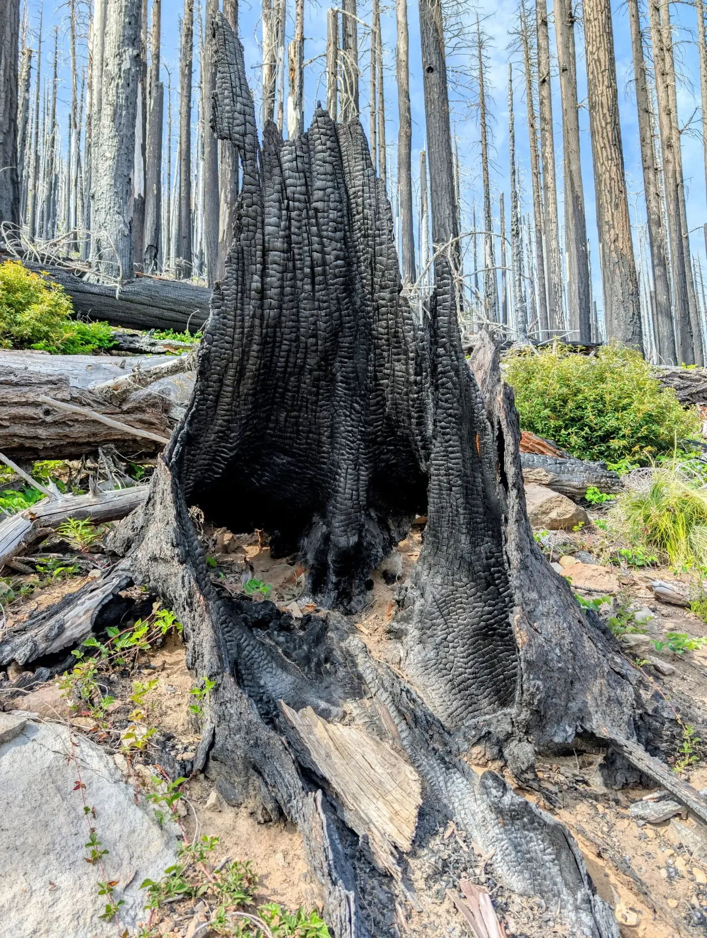 What remains of a burned out stump after a wildfire devastated this area years ago