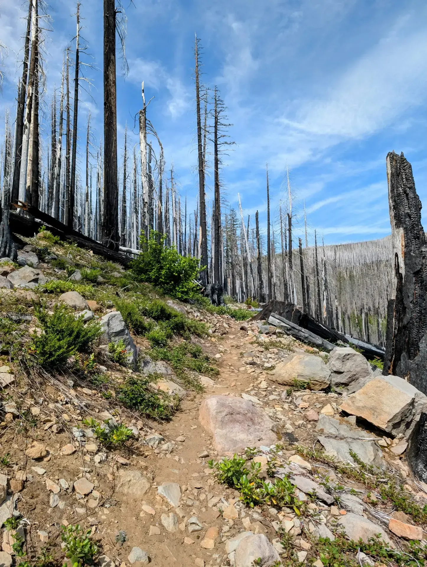 Following along a trail in the burn zone of the Mount Jefferson wilderness