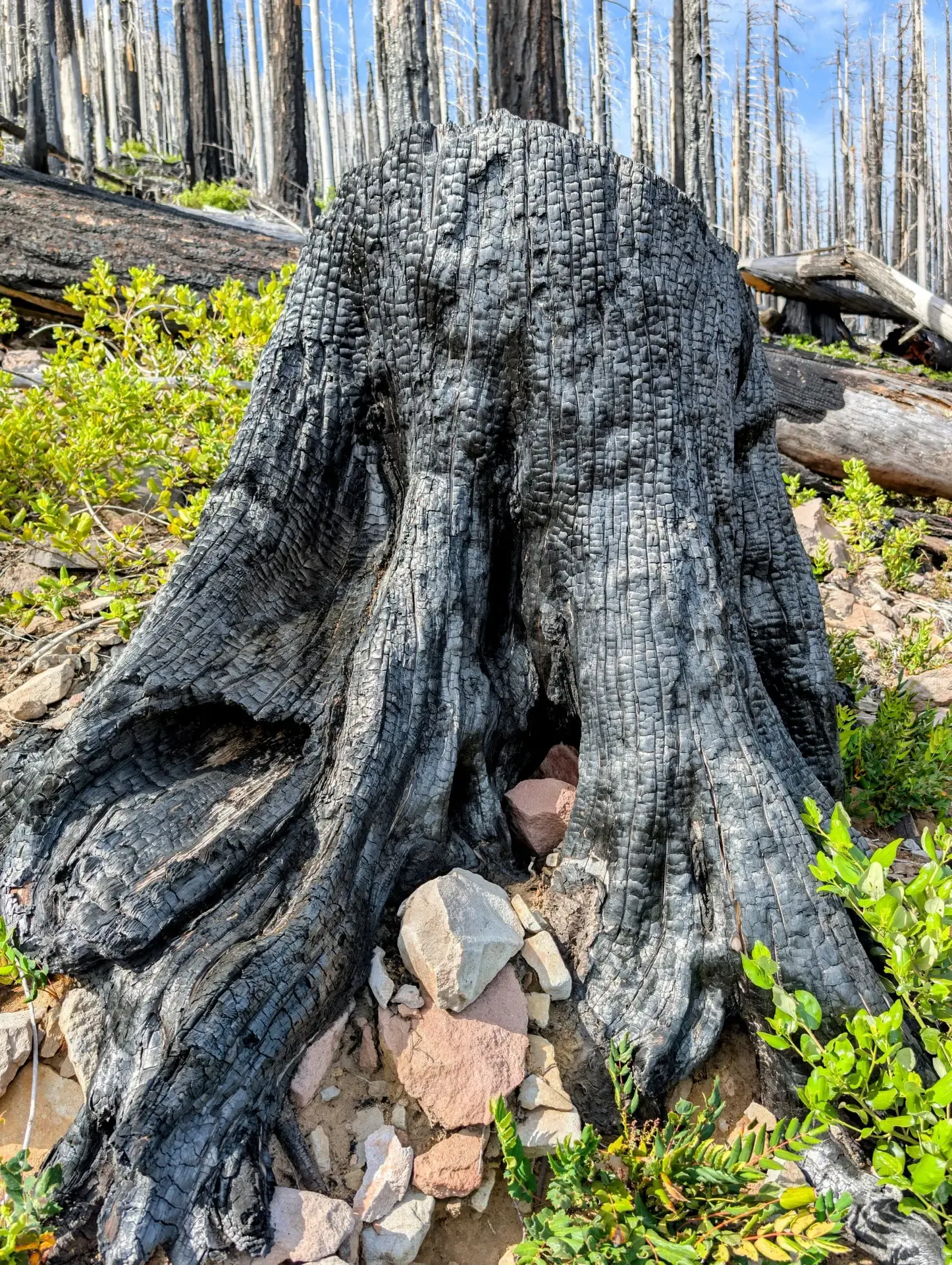 A stump left behind after a wildfire burned out this area over five years ago