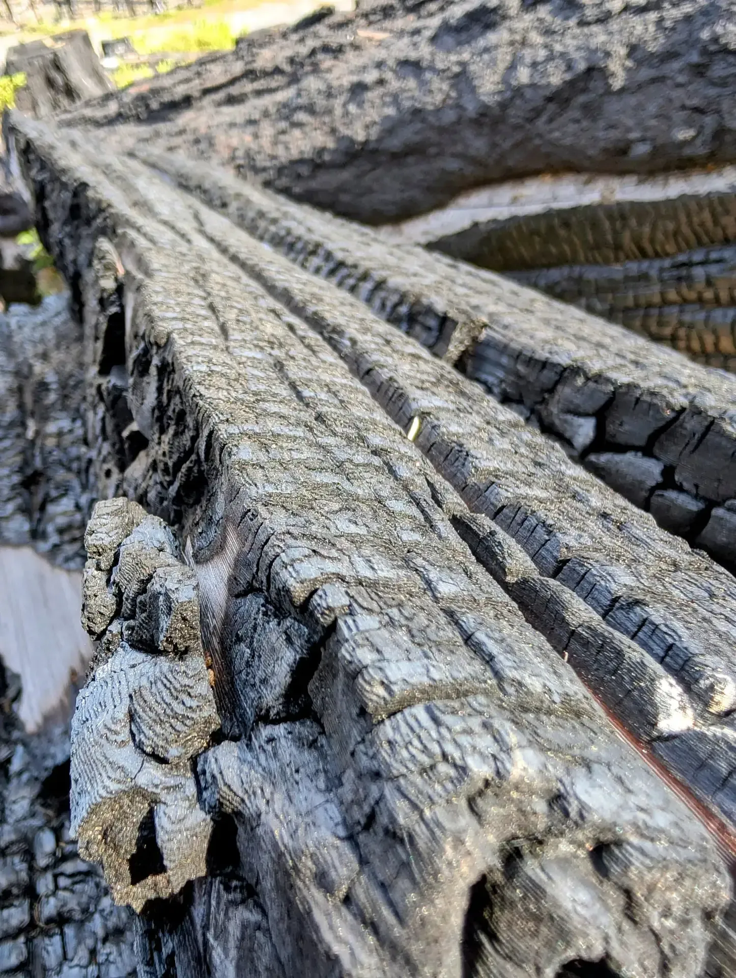 A closeup view of a tree long after a wildfire had consumed it