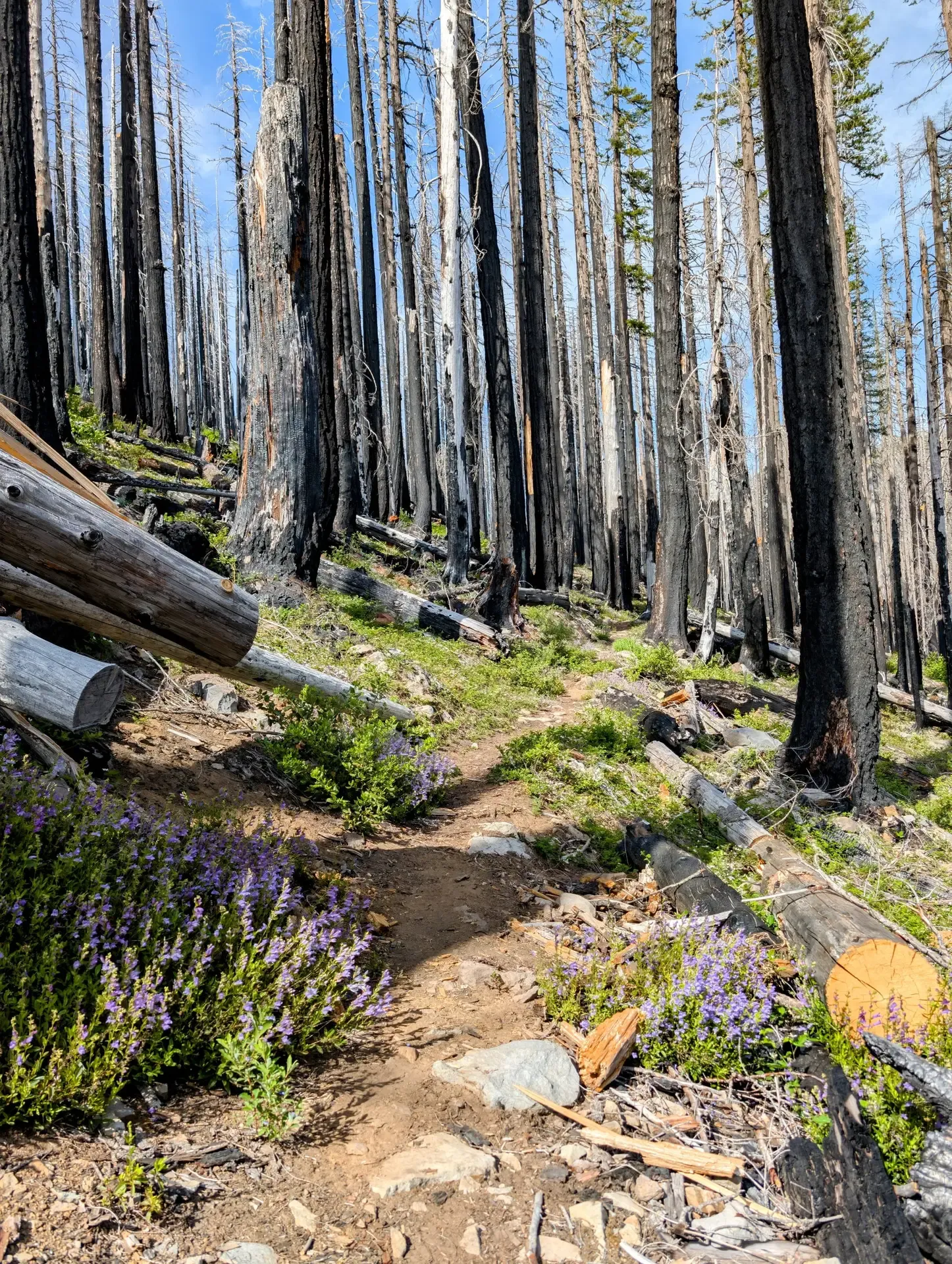 A trail winding through a burn zone in the Mount Jefferson wilderness