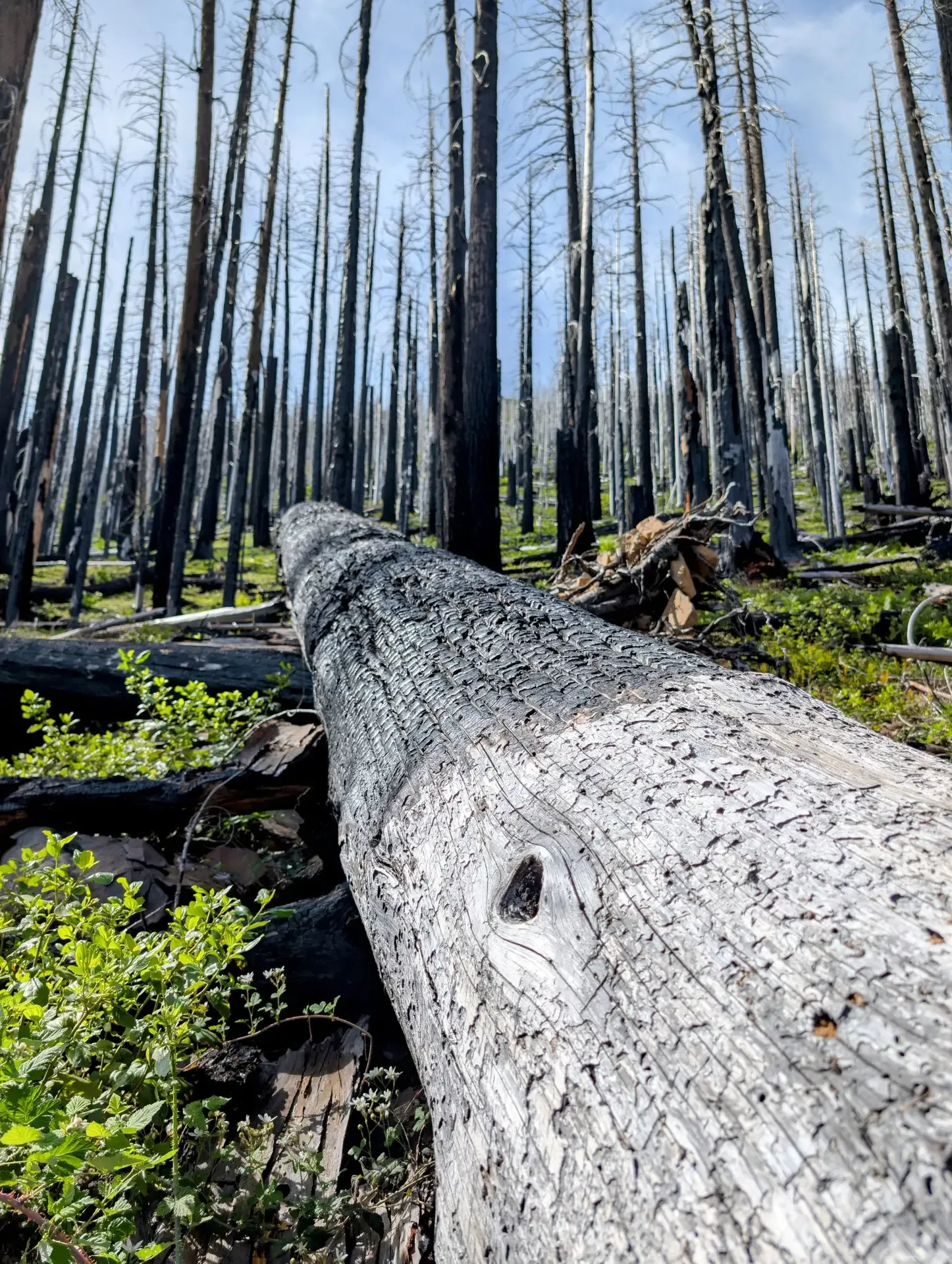 Downed log from a wildfire that devastated this area over five years ago