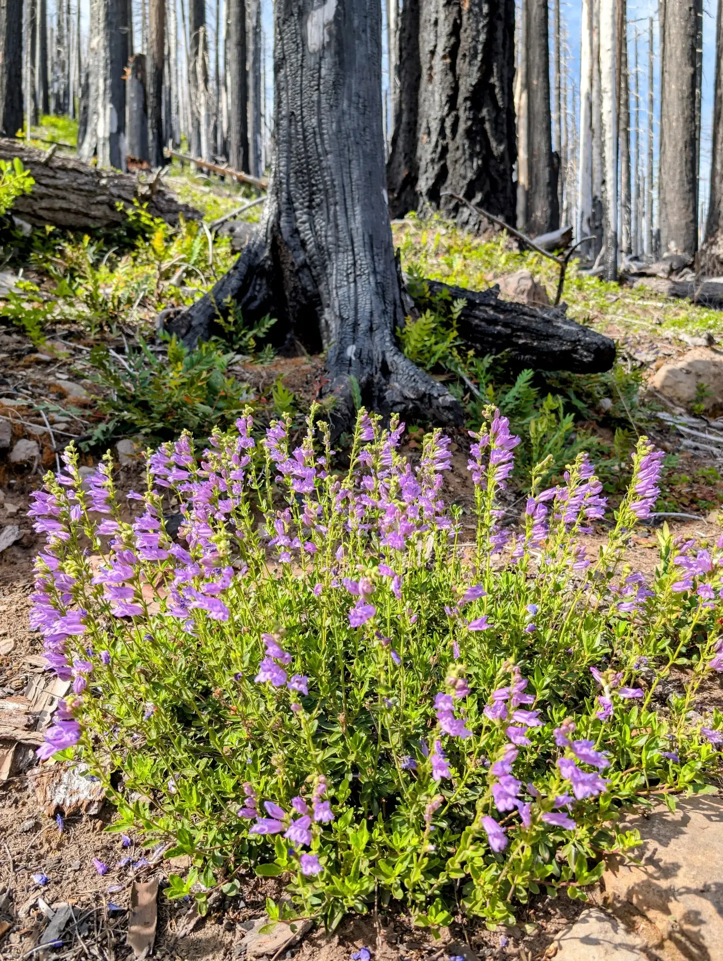 Wildflowers growing in the burn zone of the Mount Jefferson wilderness