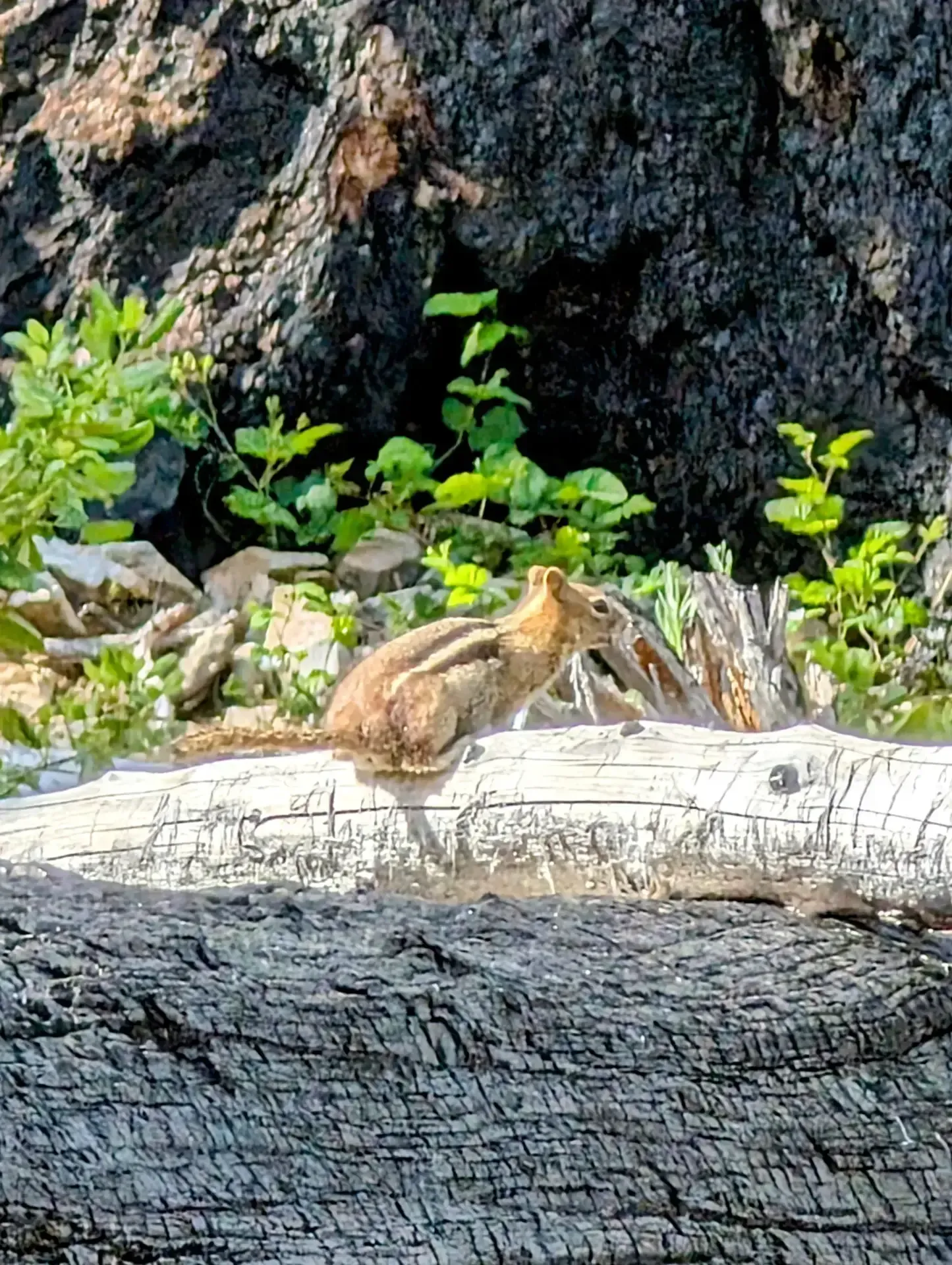 A chipmunk hanging out in the Mount Jefferson wilderness