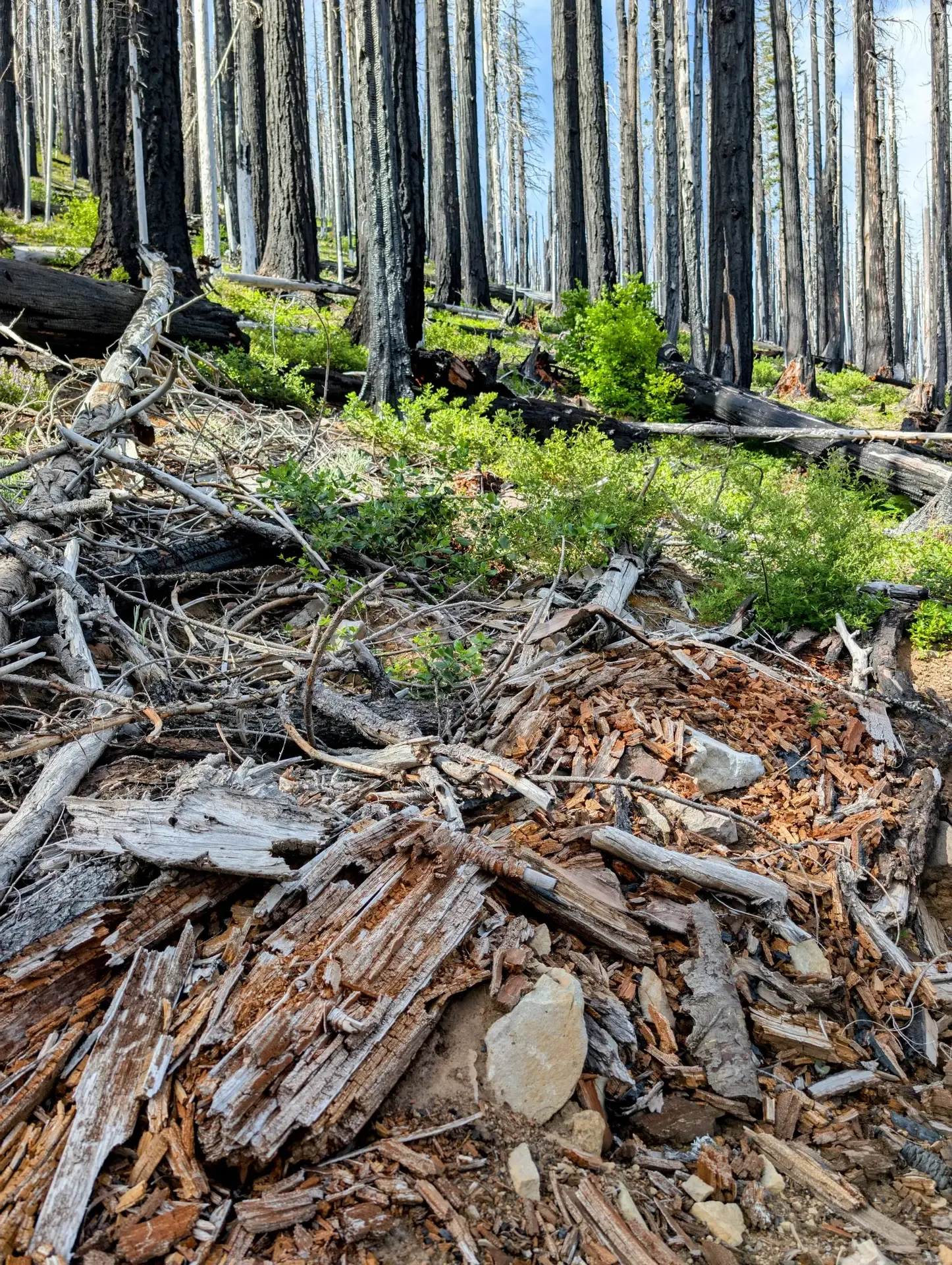 A view of the aftermath five years after a wildfire devastated this area