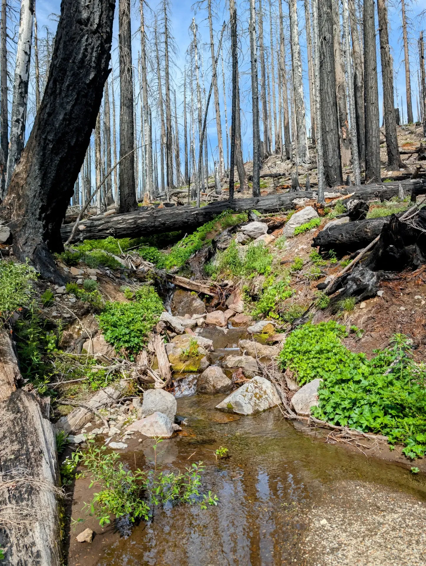 A stream formed from melting snowcaps in the Mount Jefferson wilderness