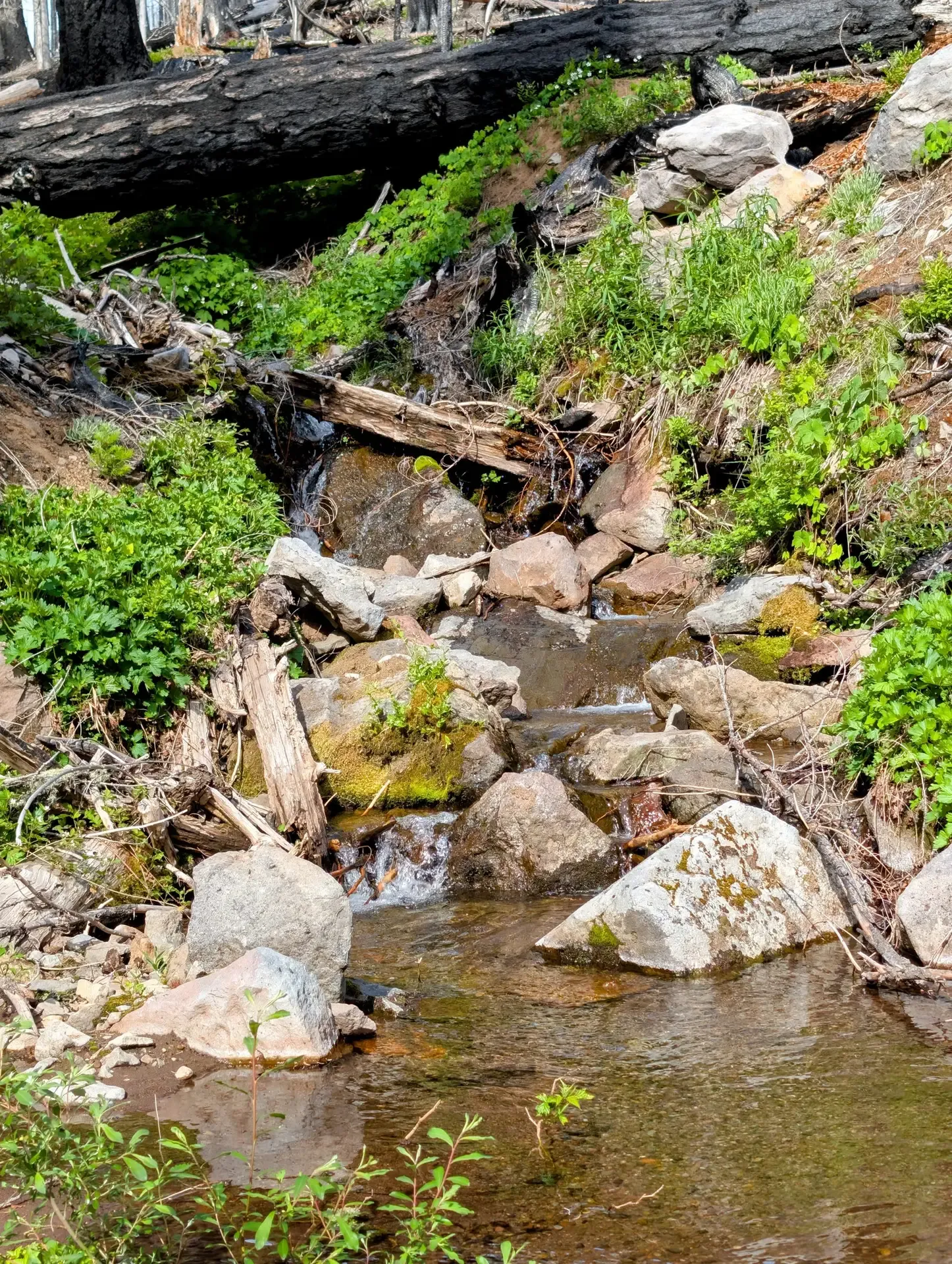 Some lovely rocks in a stream somewhere in the Mount Jefferson wilderness