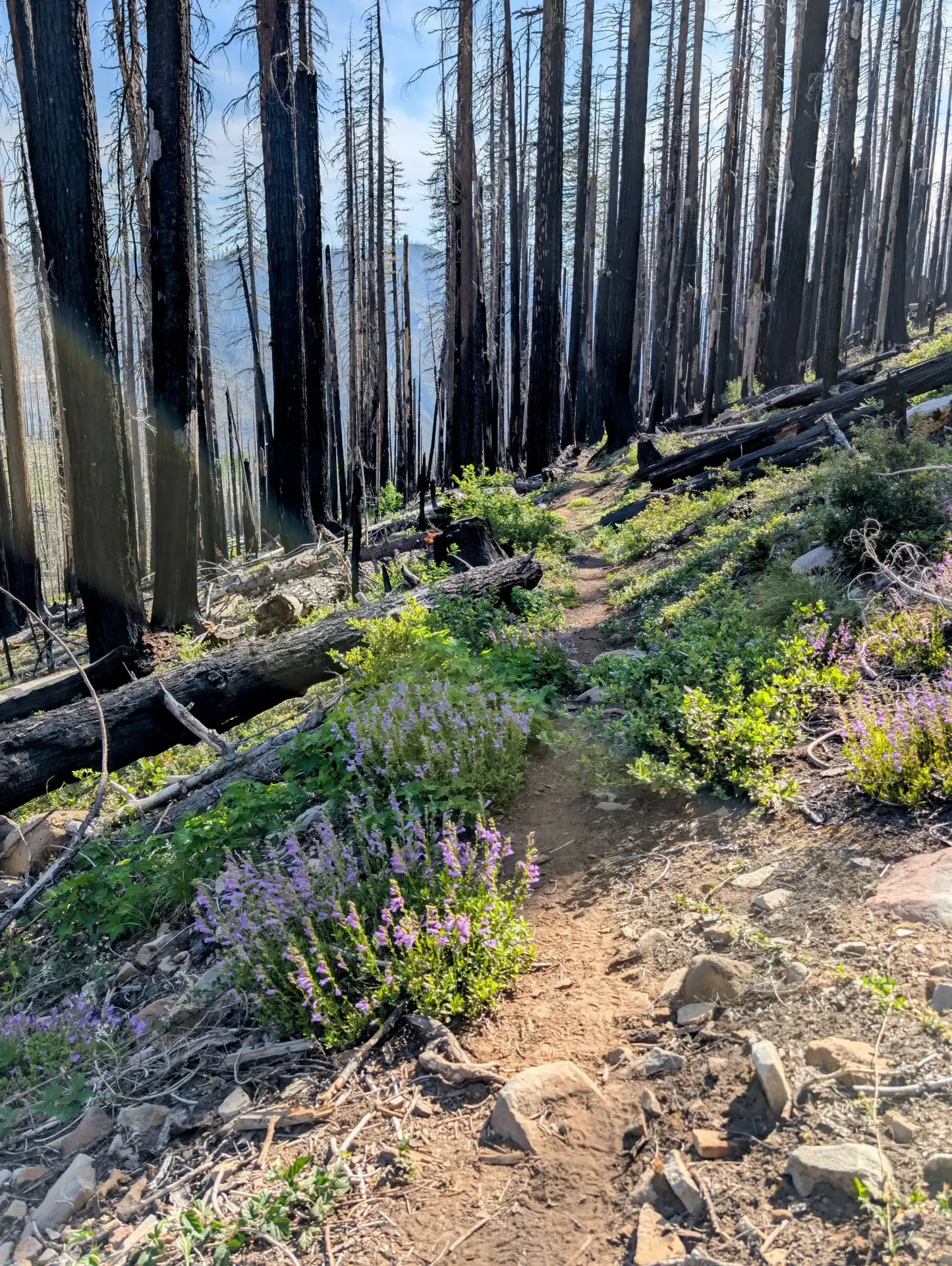 Following along the trail in the burn zone of the Mount Jefferson wilderness
