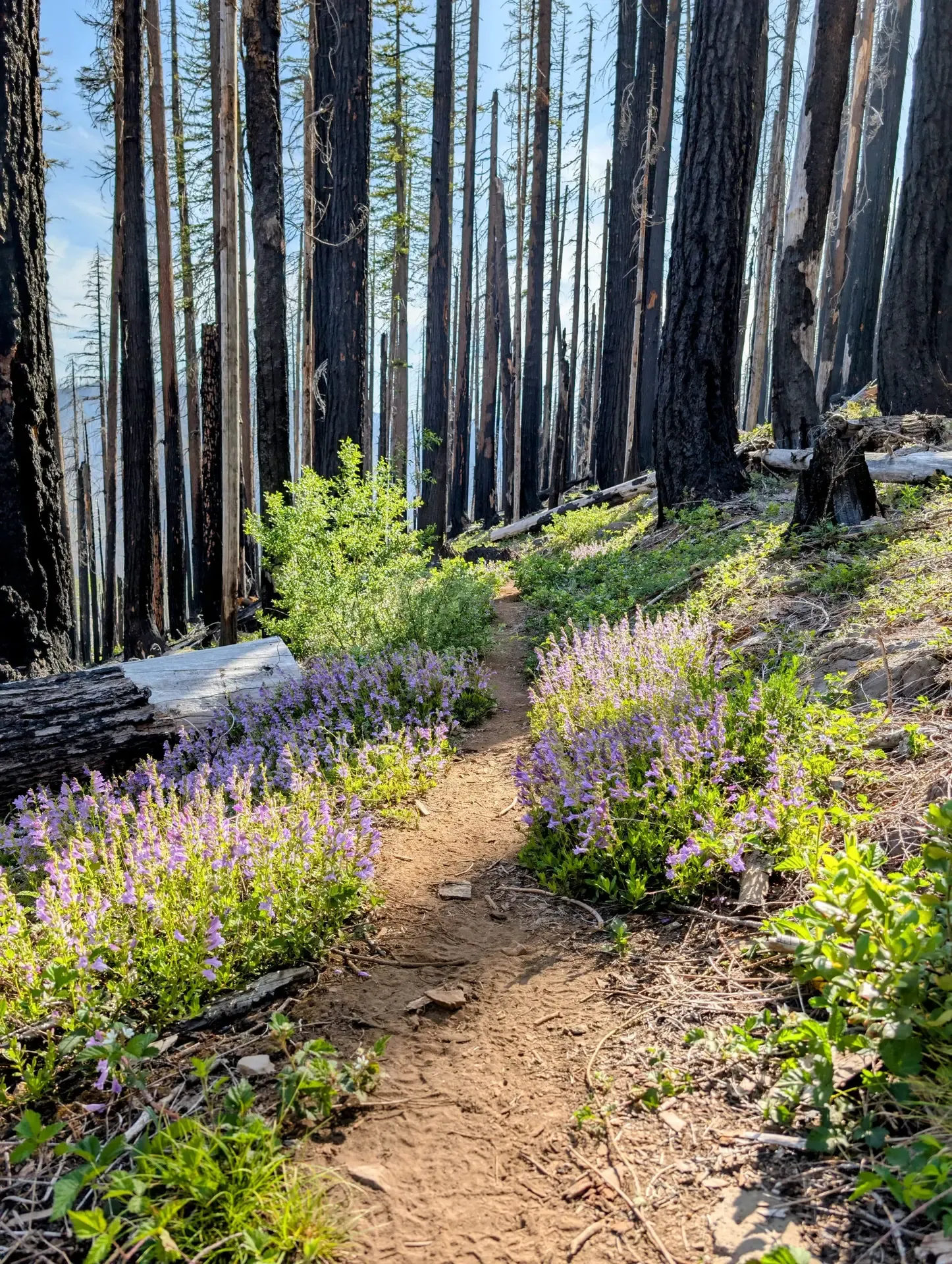 Following along the trail in the burn zone of the Mount Jefferson wilderness