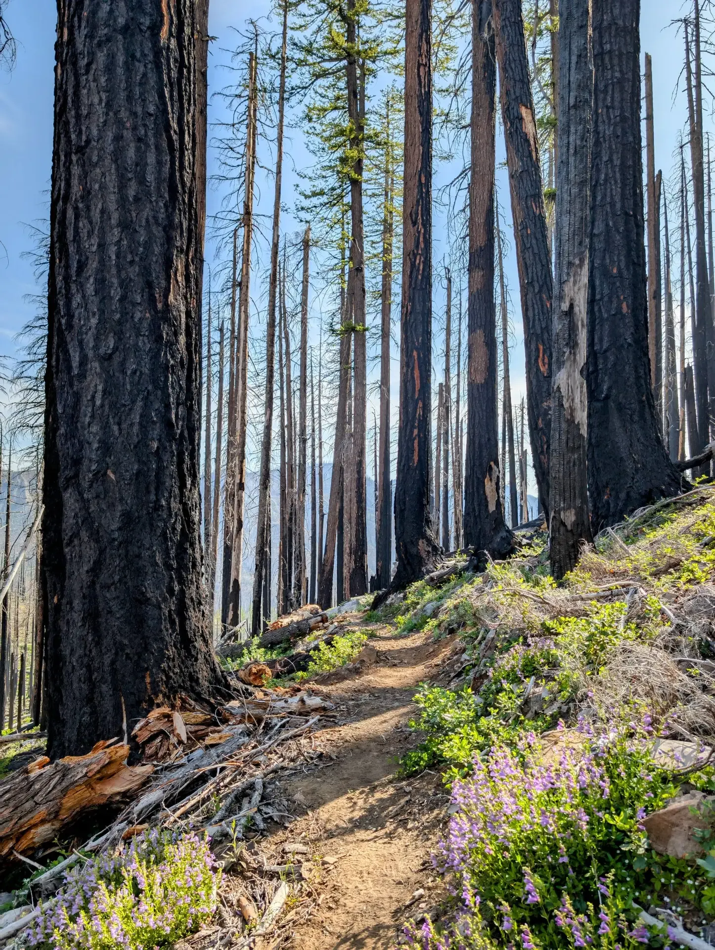 Following along the trail in the burn zone of the Mount Jefferson wilderness