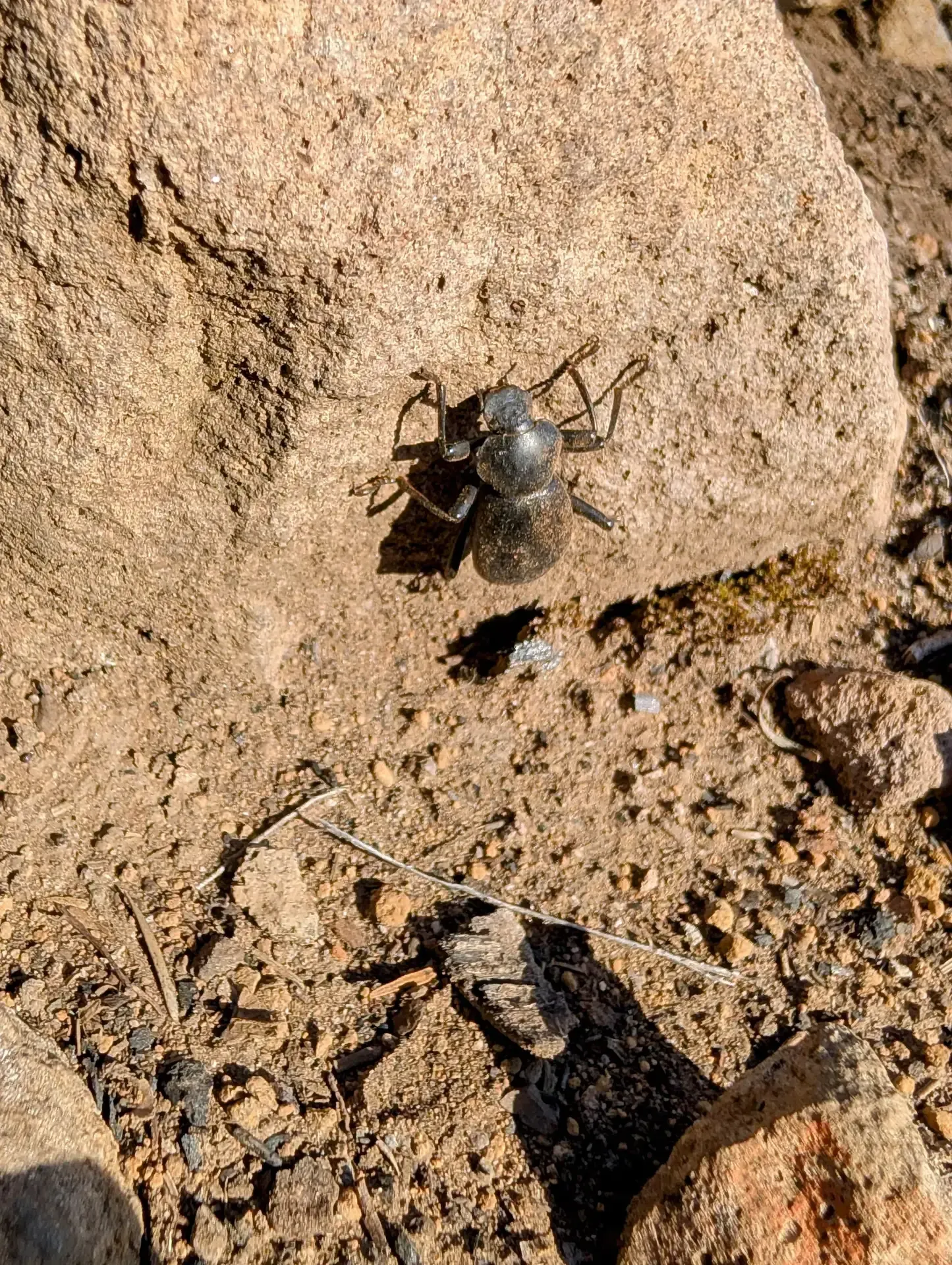 A fellow traveler found along the trail in the Mount Jefferson wilderness