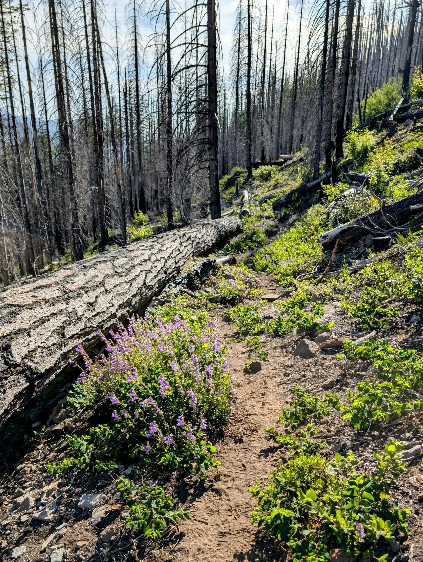Following along the trail in the burn zone of the Mount Jefferson wilderness