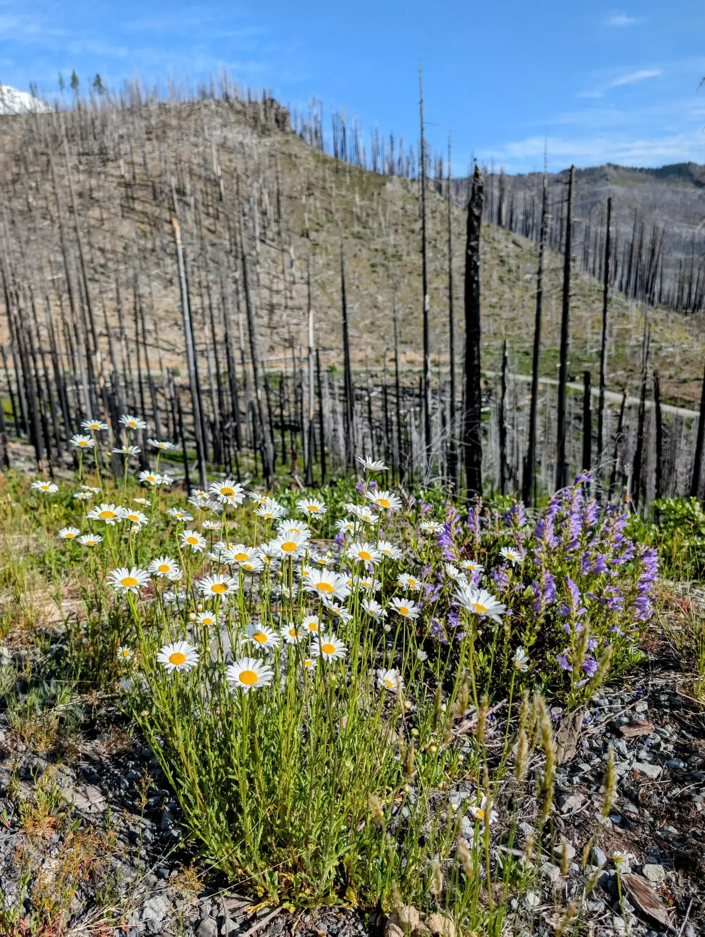 A collection of wildflowers growing in the burn zone of Mount Jefferson wilderness