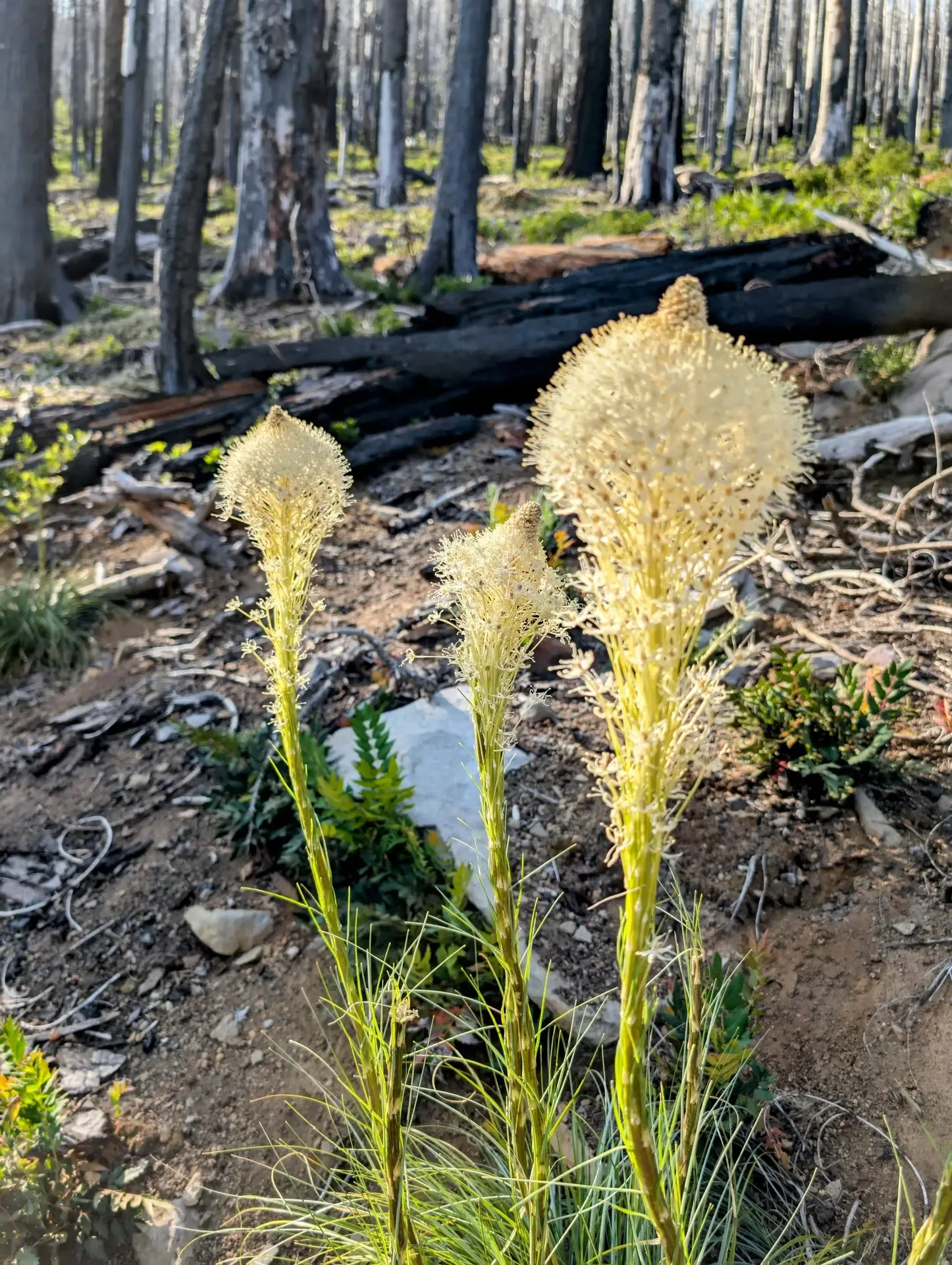 View of some bear grass growing in the Mount Jefferson wilderness