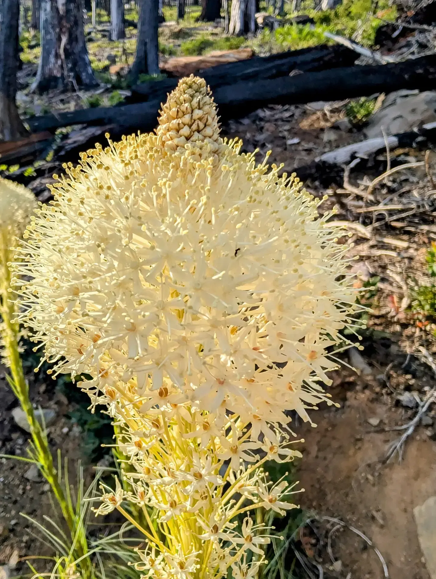 Close-up view of some bear grass growing in the Mount Jefferson wilderness