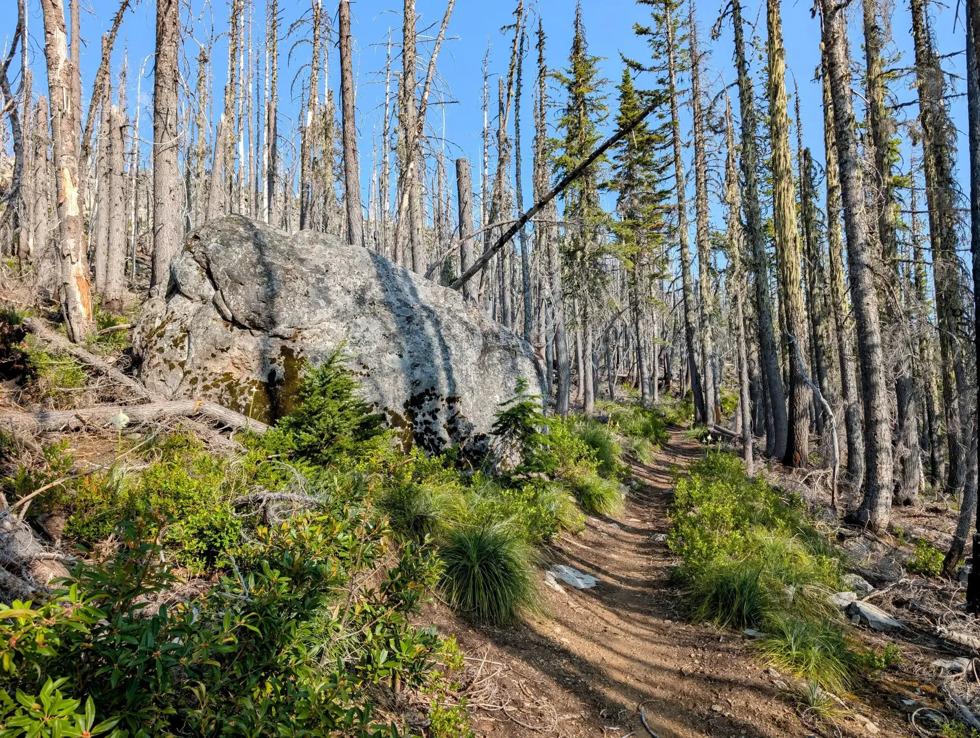 Following along the trail in the Mount Jefferson wilderness
