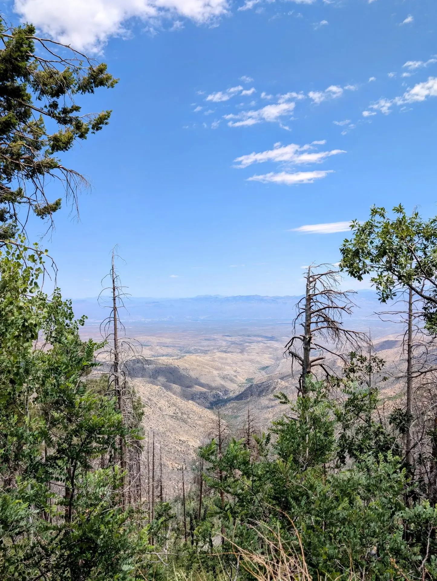 A view of the desert about half way up Mount Lemmon