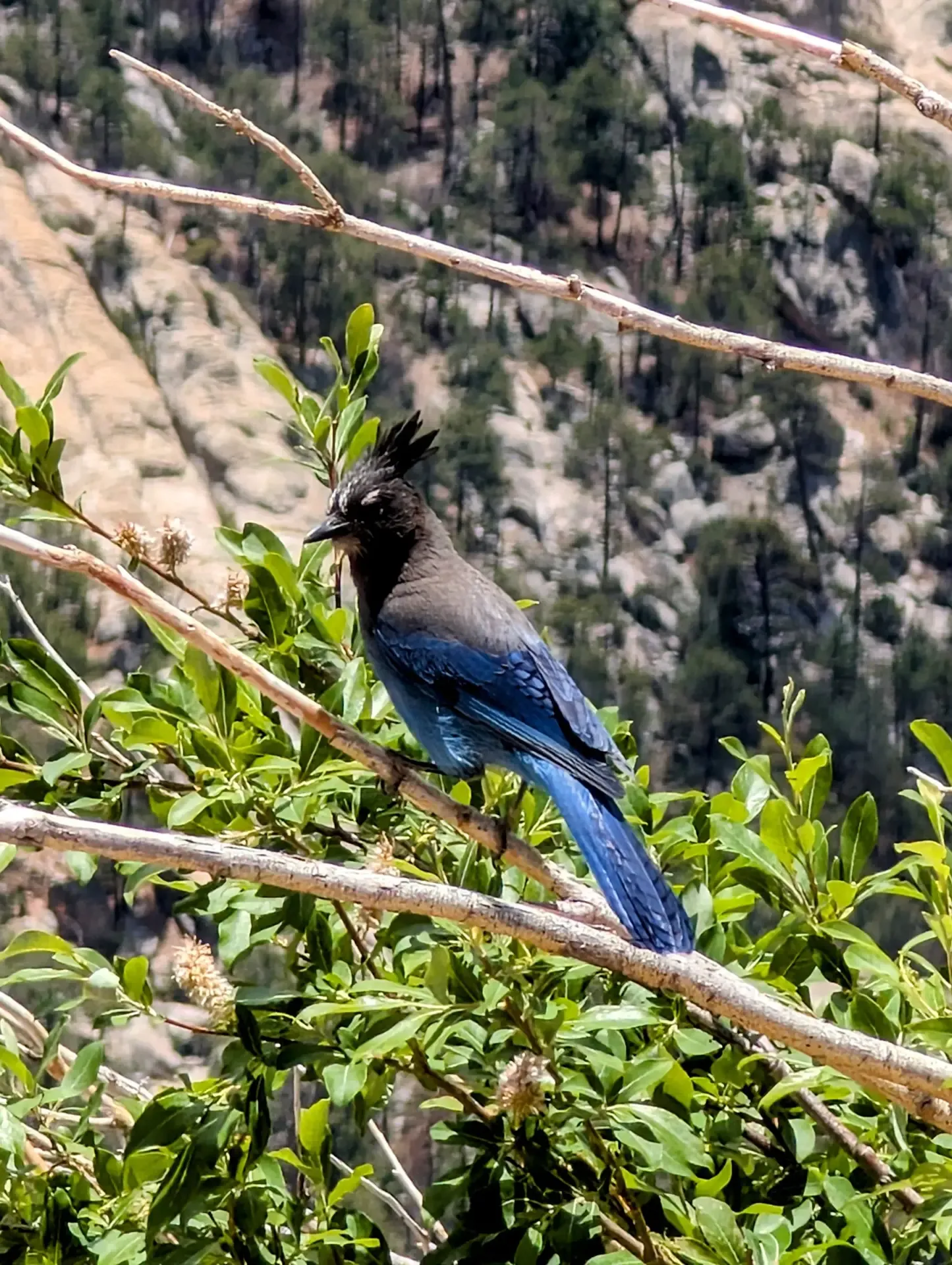 A steller's jay hanging out at the top of Mount Lemmon