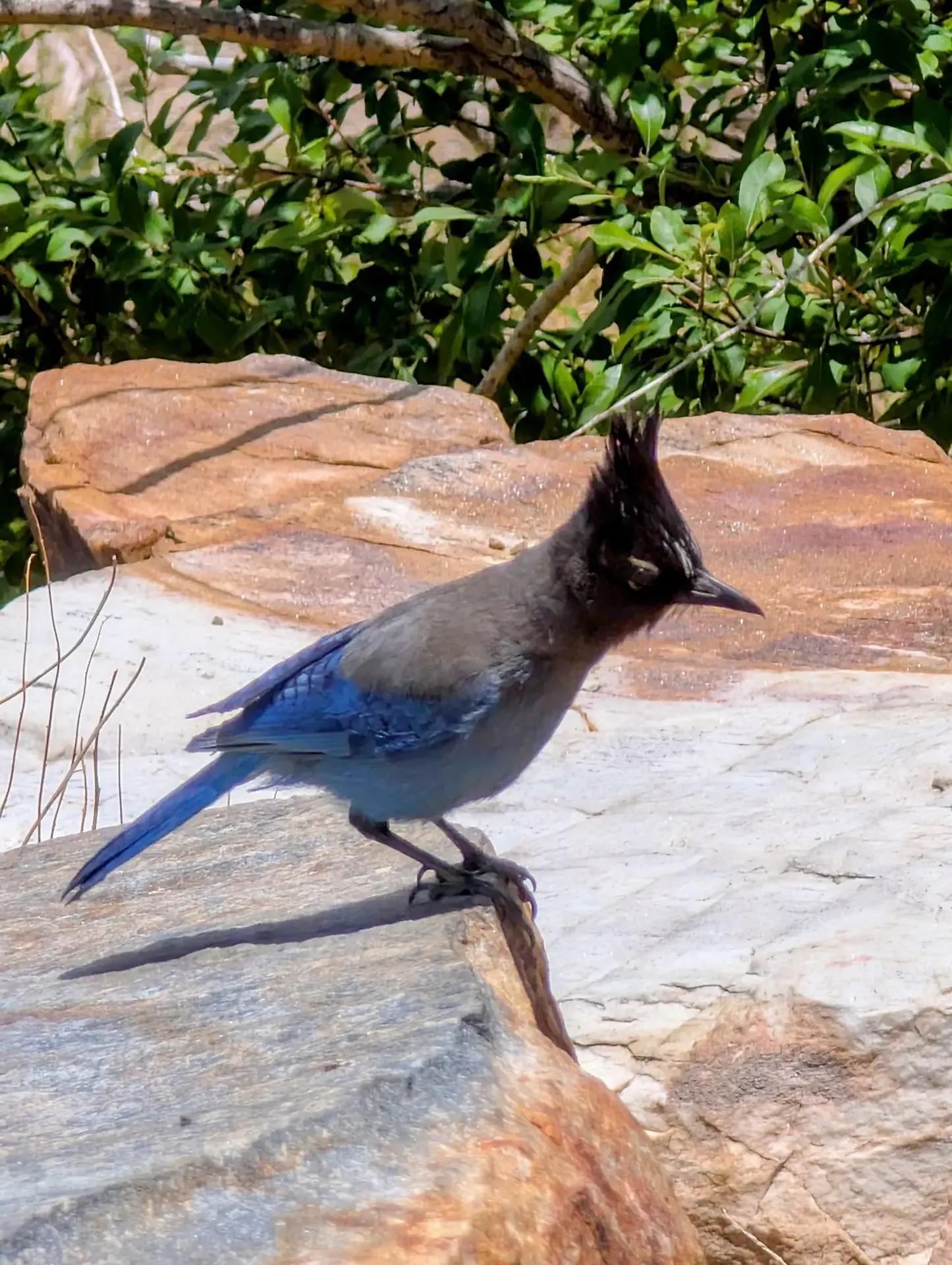 A steller's jay hanging out at the top of Mount Lemmon