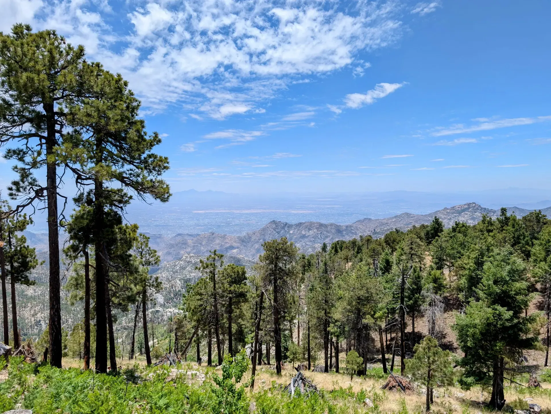 Trees begin to appear in the higher elevations of Mount Lemmon
